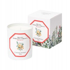Carriere Freres Mirabelle (Prunus Domestica Syrica) Candle