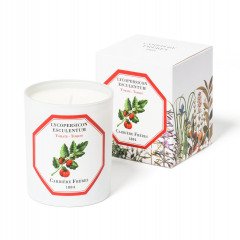 Carriere Freres Tomato (Lycopersicon Esculentum) Candle